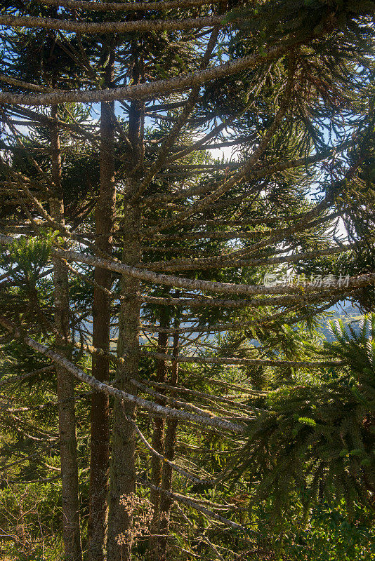 Urubici, Santa Catarina，巴西- araucarias，田野和山脉